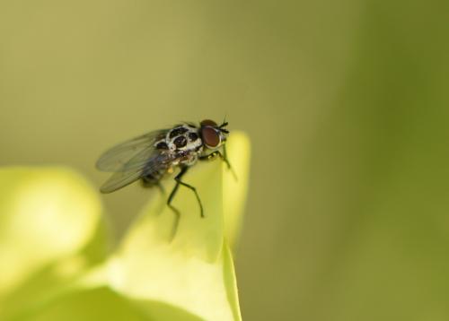 Réf. 302 696 : Anthomyia sp.